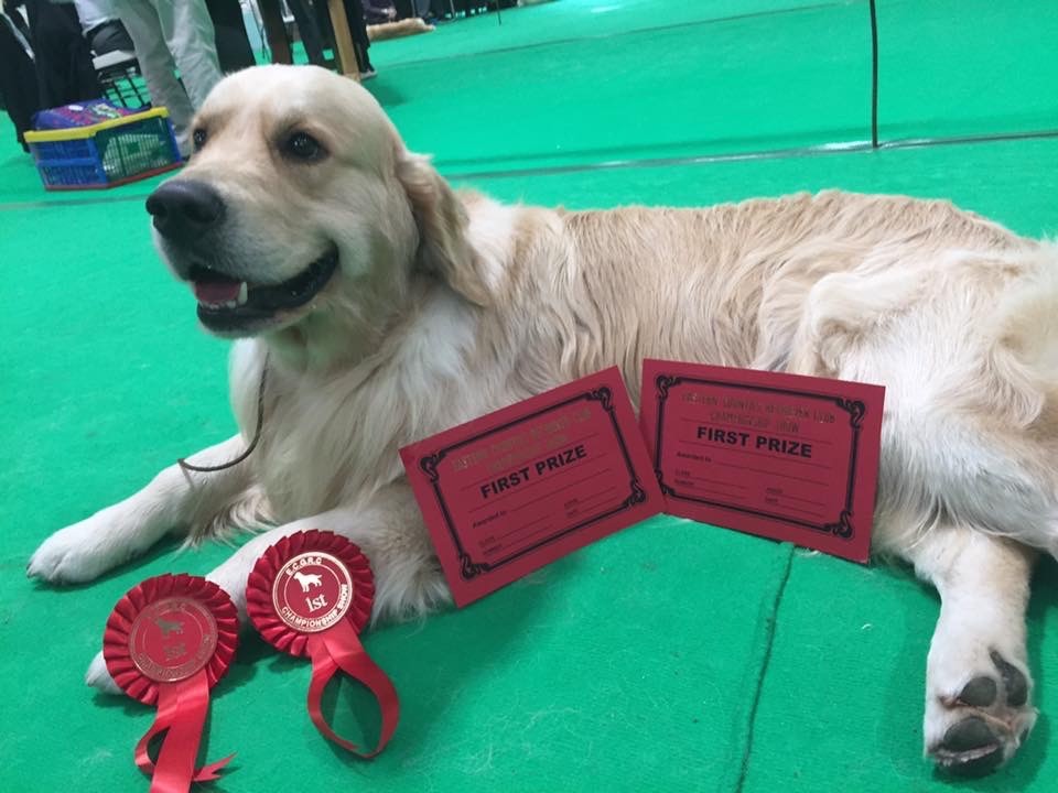 Eden qualifié à Crufts pour la vie